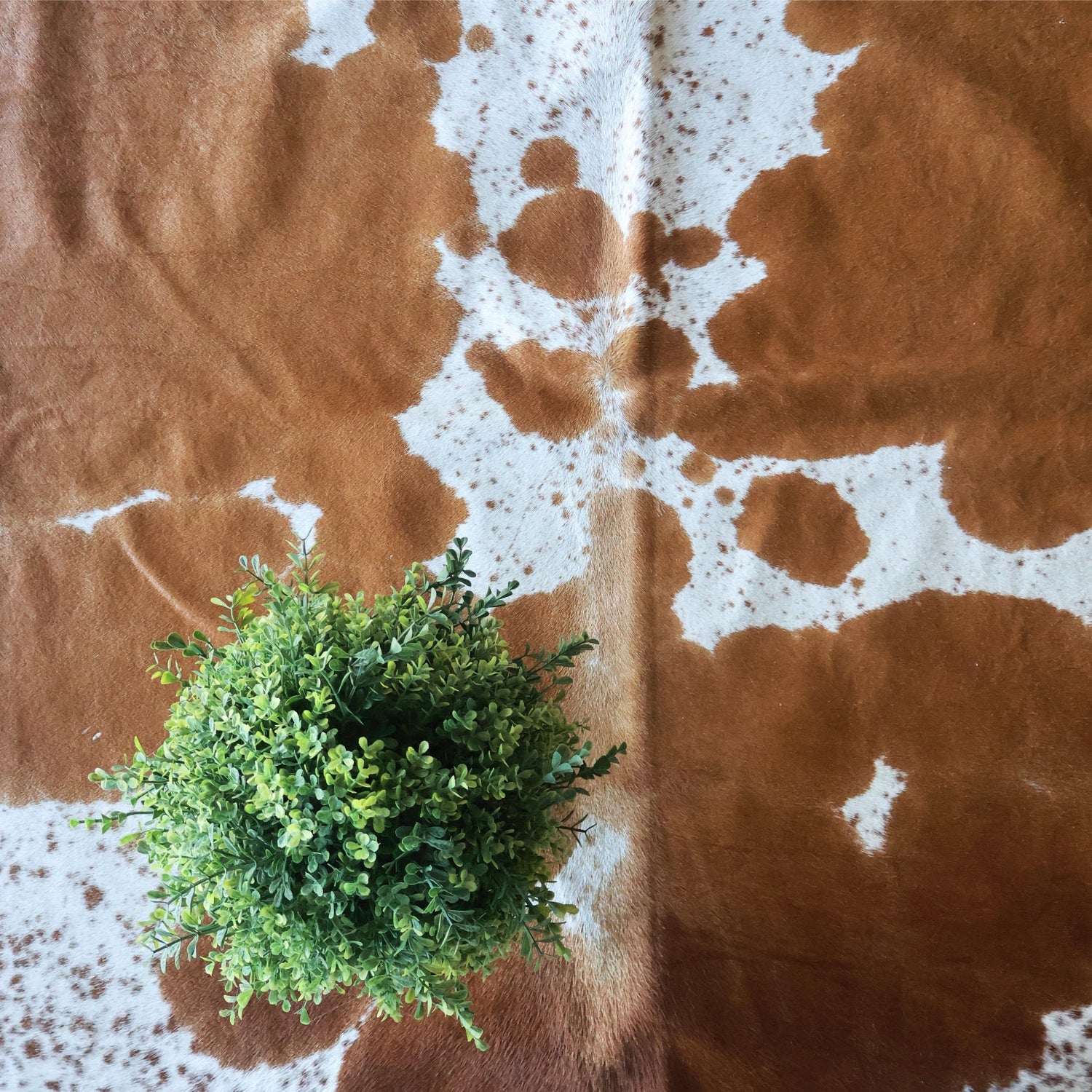 Nguni Collection