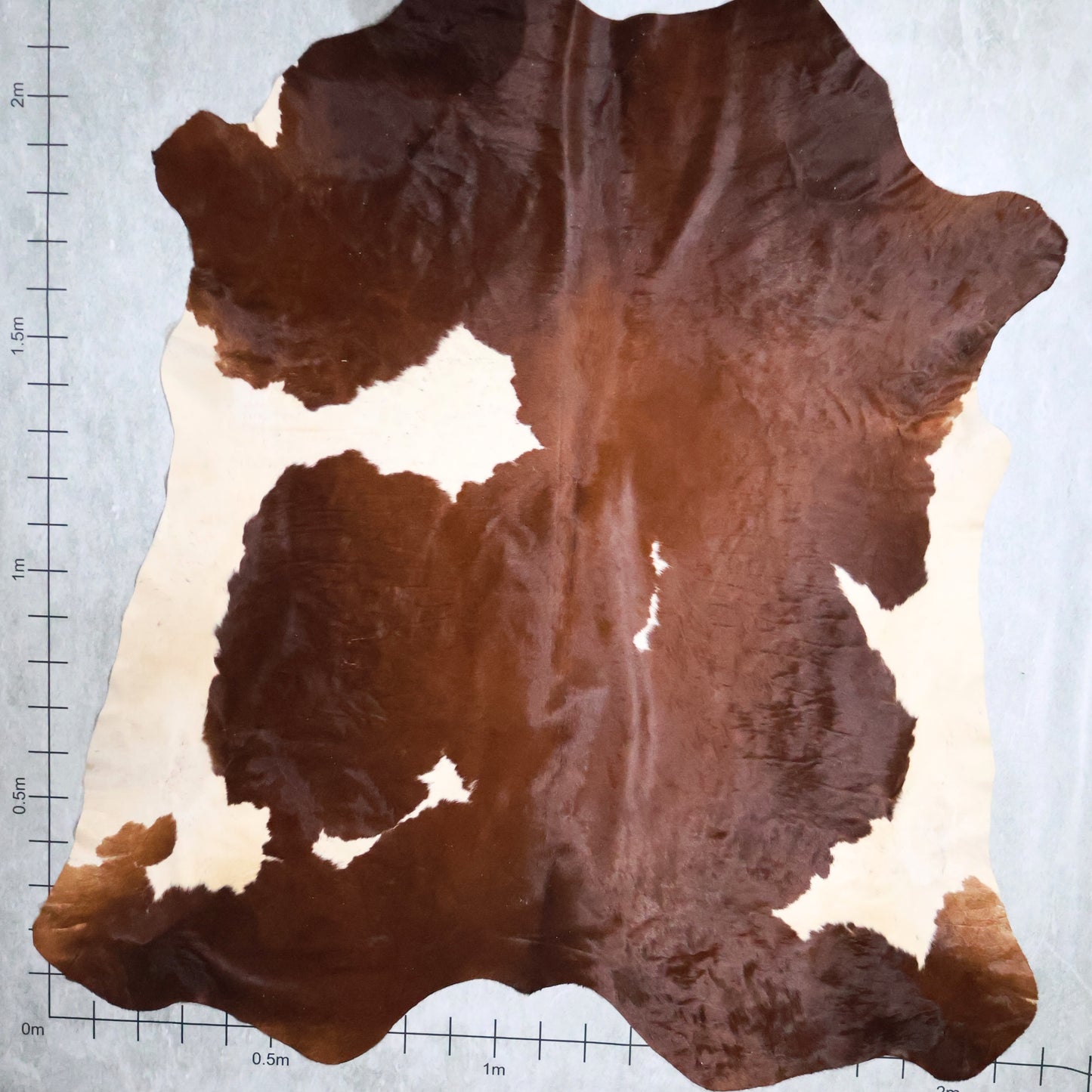 Premium Nguni Hide #AAG5065