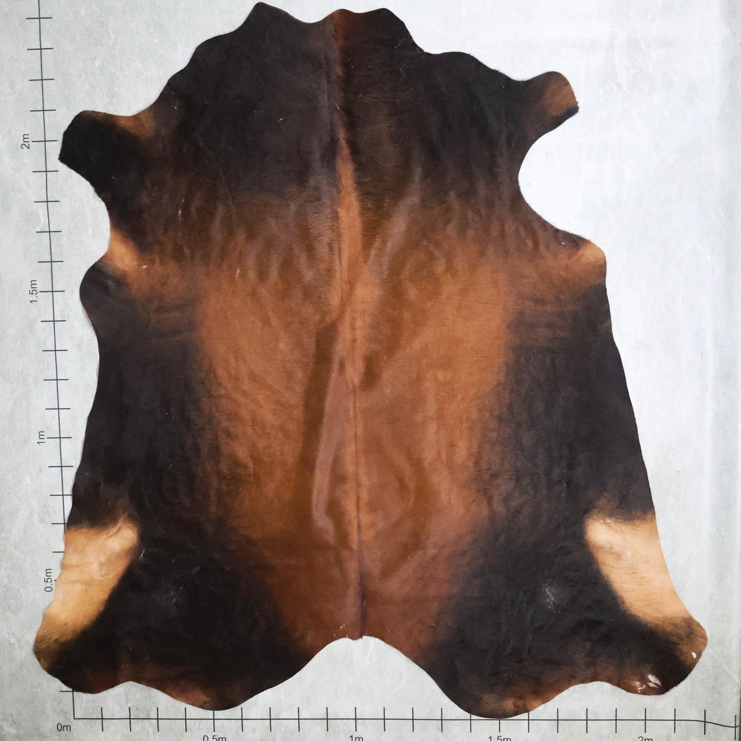 Premium Nguni Hide #AAG5219