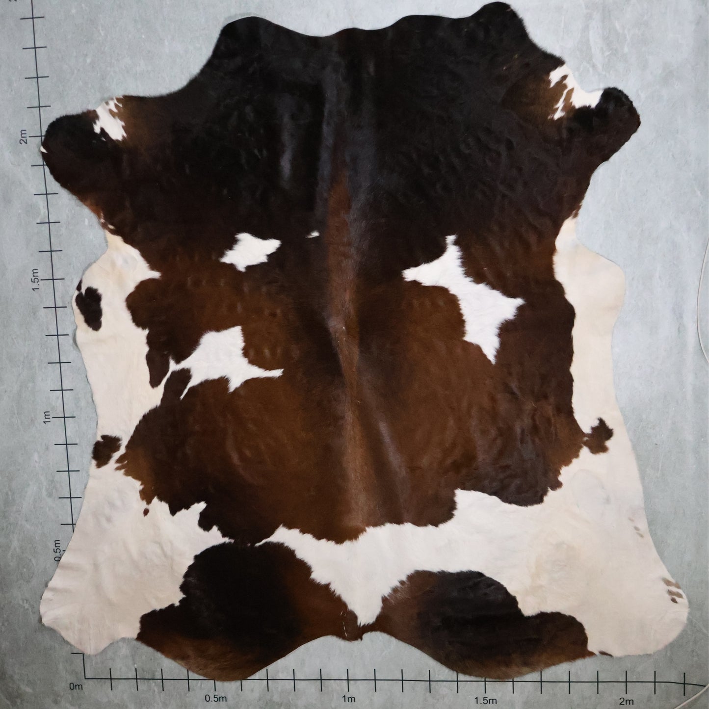 Premium Nguni Hide #AAG5318 (2.2m X 2.4m)