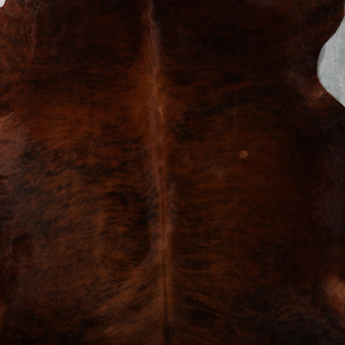 Premium Nguni Hide - Brindle Dark Reddish Brown | AAG5394 | 1.9m x 2.3m