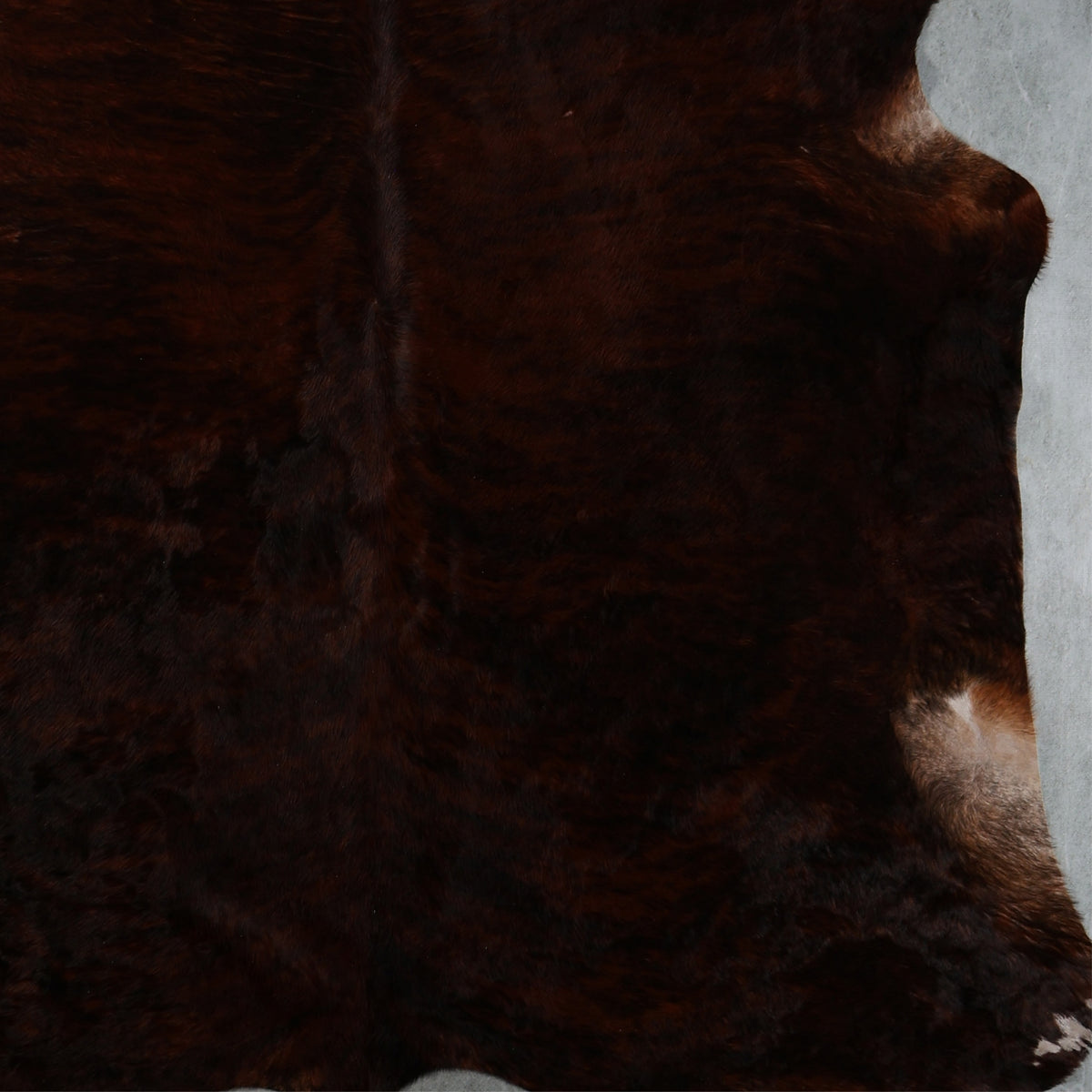 Premium Nguni Hide - Brindle Dark Chocolate Brown | AAG5396 | 1.9m x 2.4m