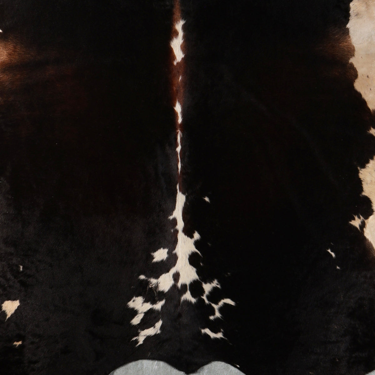 Premium Nguni Cowhide - Tri Colour Dark Brown, Black & Cream | AAG5409 | 2.2m x 2.4m