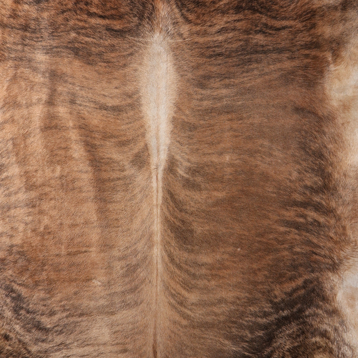 Premium Nguni Cowhide - Light Brown Brindle | AAG5419 | 2.0m x 2.3m