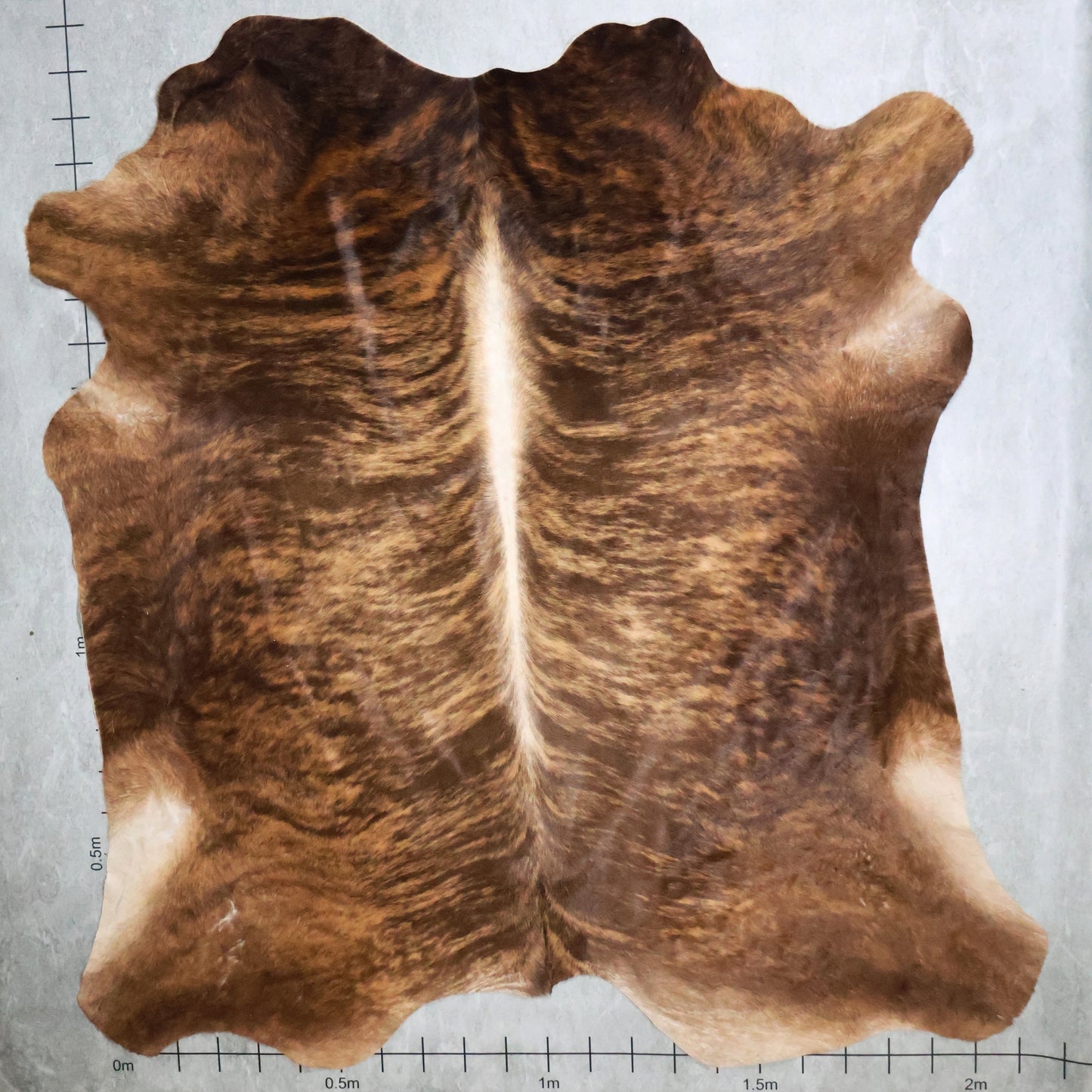 Premium Nguni Hide Brindle #AAS8063 (2.1m X 2.2m)