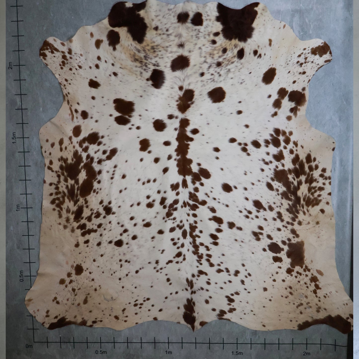 Premium Nguni Hide #AAS8117 (2.2m  X 2.4m)