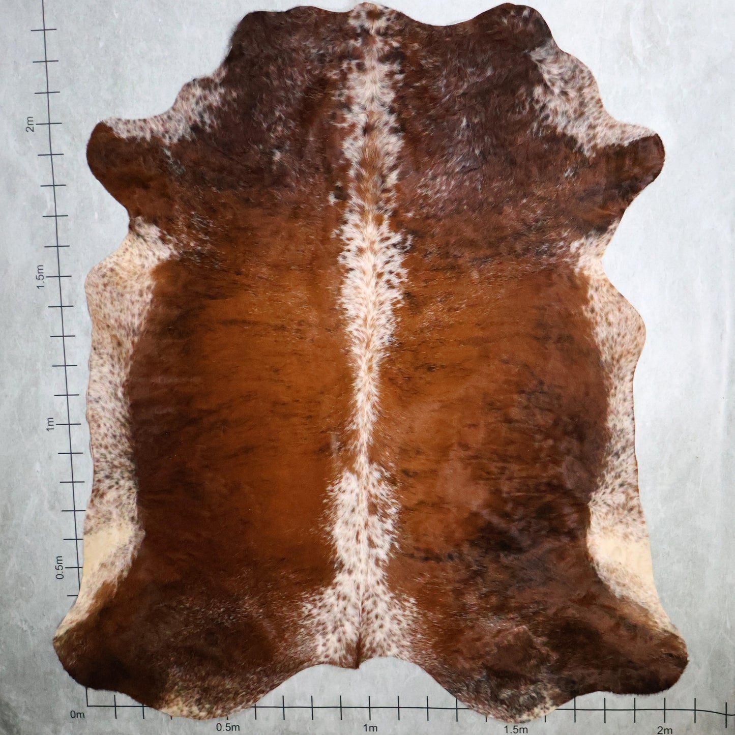 Premium Nguni Hide - Brindle Chestnut Brown & White | AAS8233 | 2.0m x 2.3m