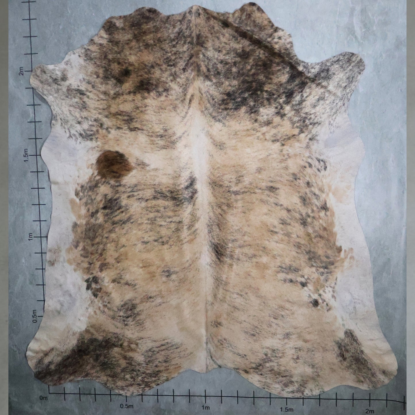 Premium Nguni Hide - Brindle Soft Cream & Light Tan | AAS8255 | 2.1m x 2.3m