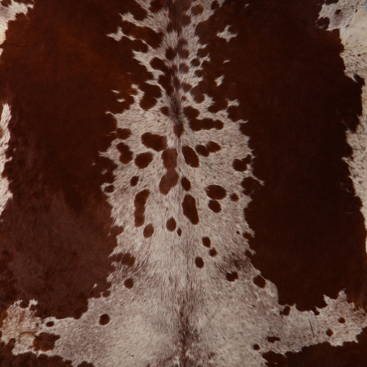 Premium Nguni Cowhide - Chestnut Brown & Cream Speckled | AAS8371 | 2.1m x 2.2m