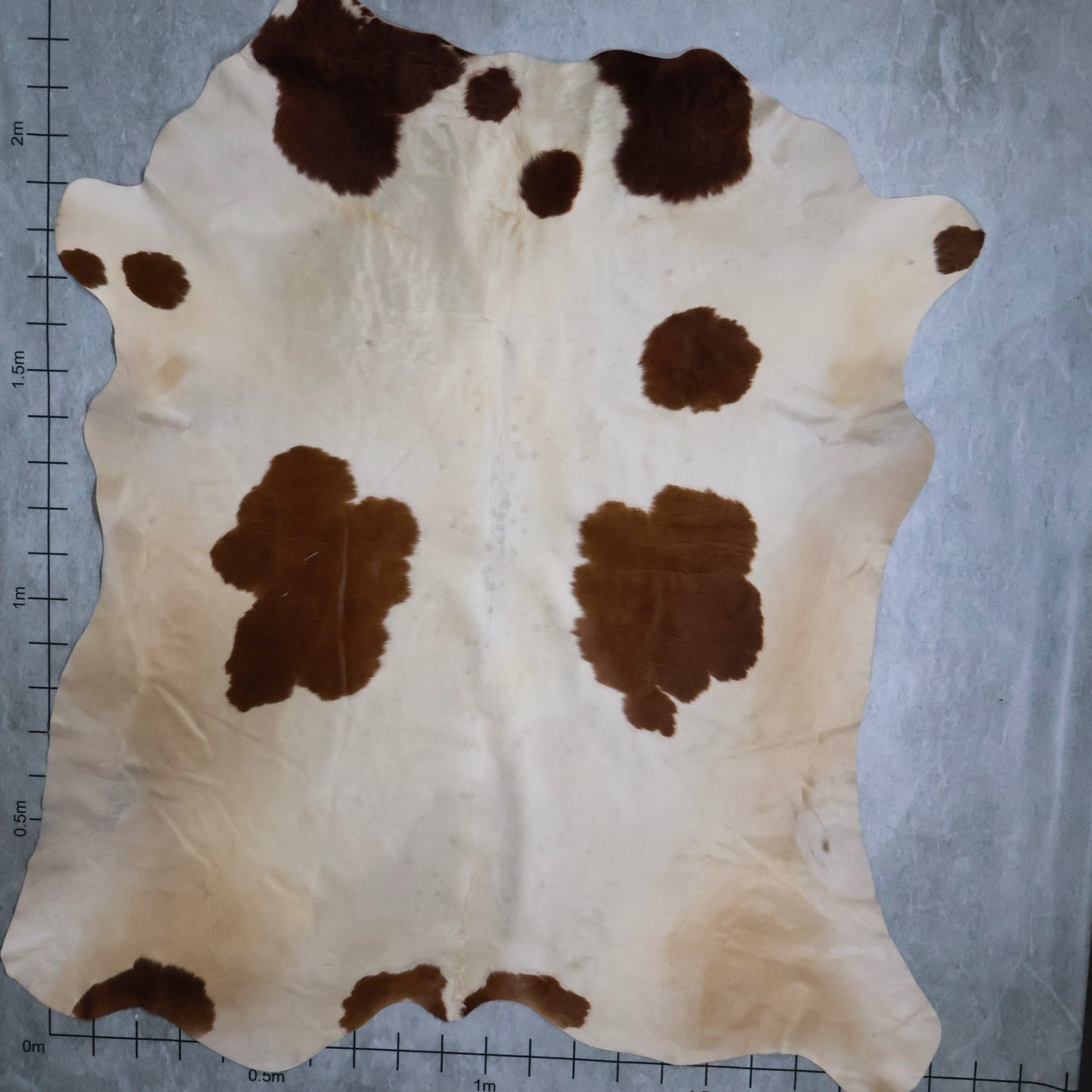 Select Nguni Hide #AGD6808