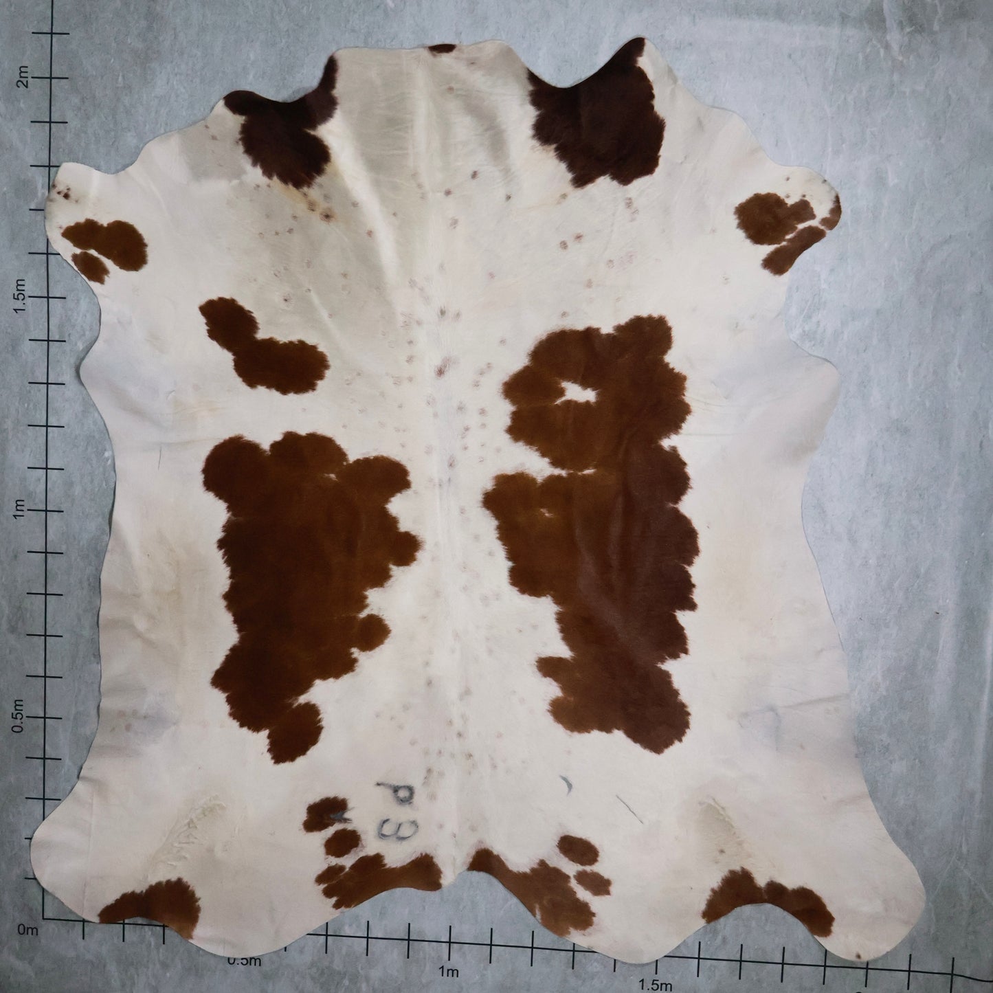 Select Nguni Hide #AGD6832