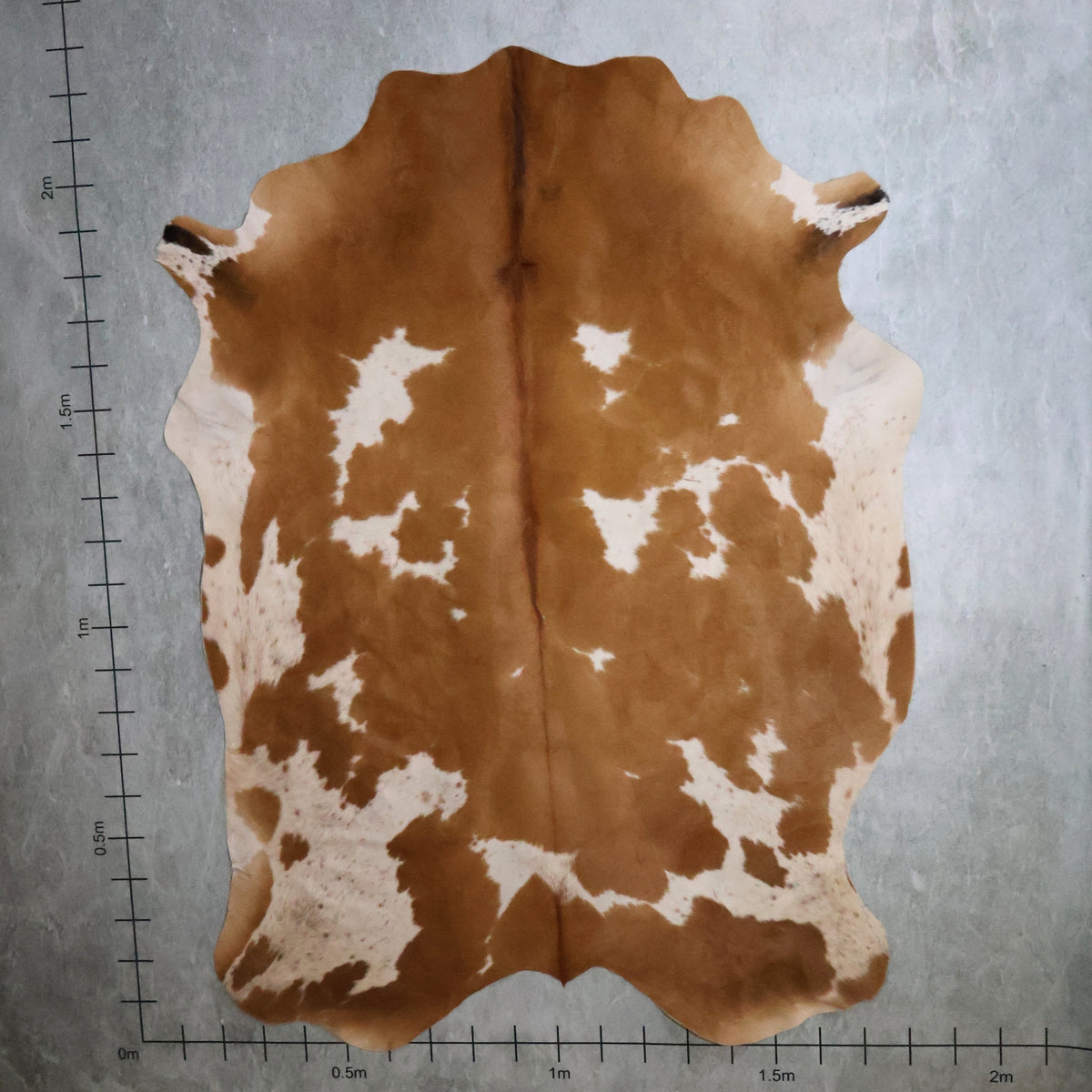 Select Nguni Hide - Caramel Brown & White | AGD7034 | 1.8m X 2.2m