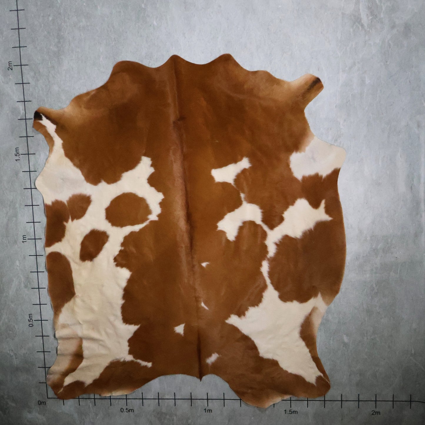 Select Nguni Hide - Brown & White | AGD7075 | 1.7m X 2.0m