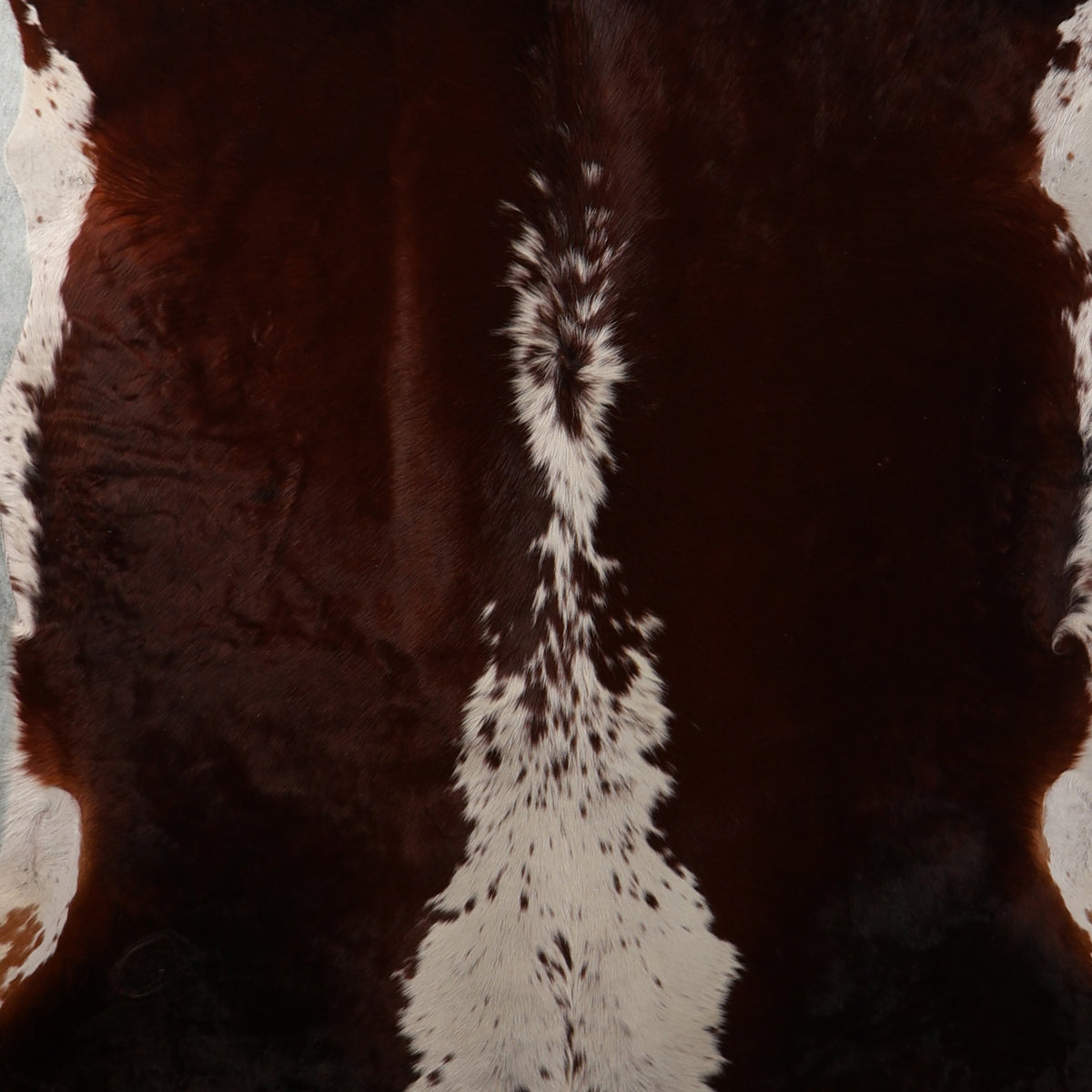 Select Nguni Hide - Dark Chocolate Brown & White | AGD7196 | 1.9m X 2.2m