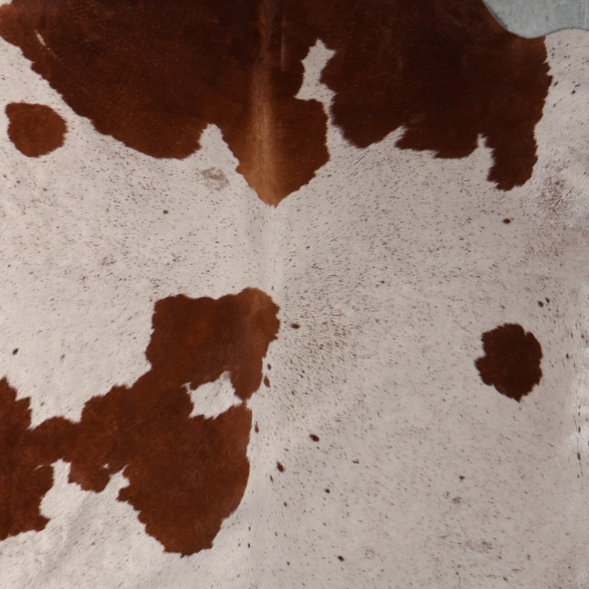 Select Nguni Cowhide - Cream & Chestnut Brown | AGD7211 | 2.0m X 2.0m