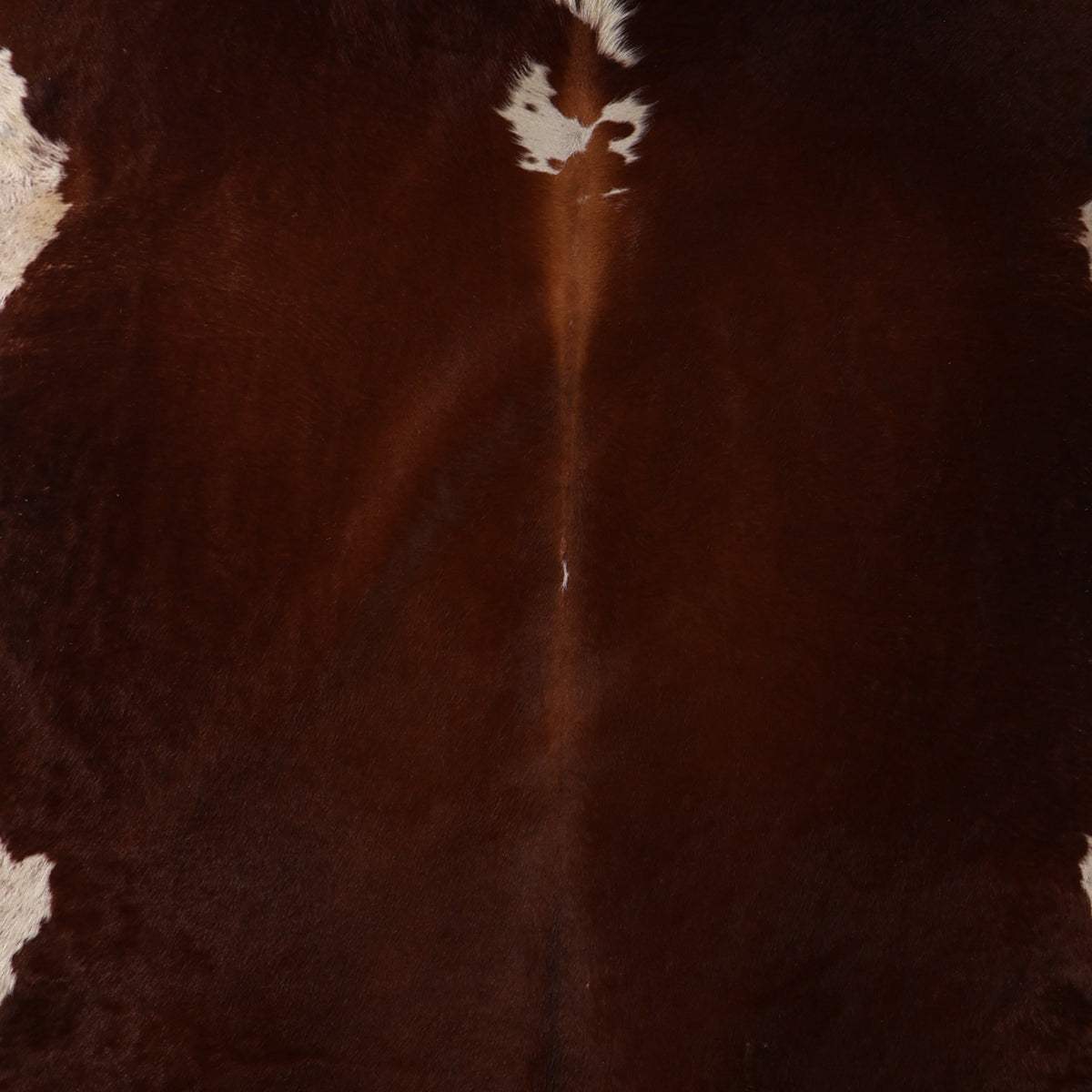 Select Nguni Cowhide - Dark Chocolate Brown & Cream | AGD7213 | 2.0m X 2.3m