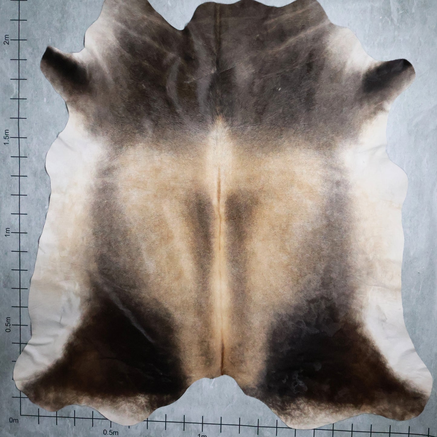 Standard Nguni Hide #BGD4628