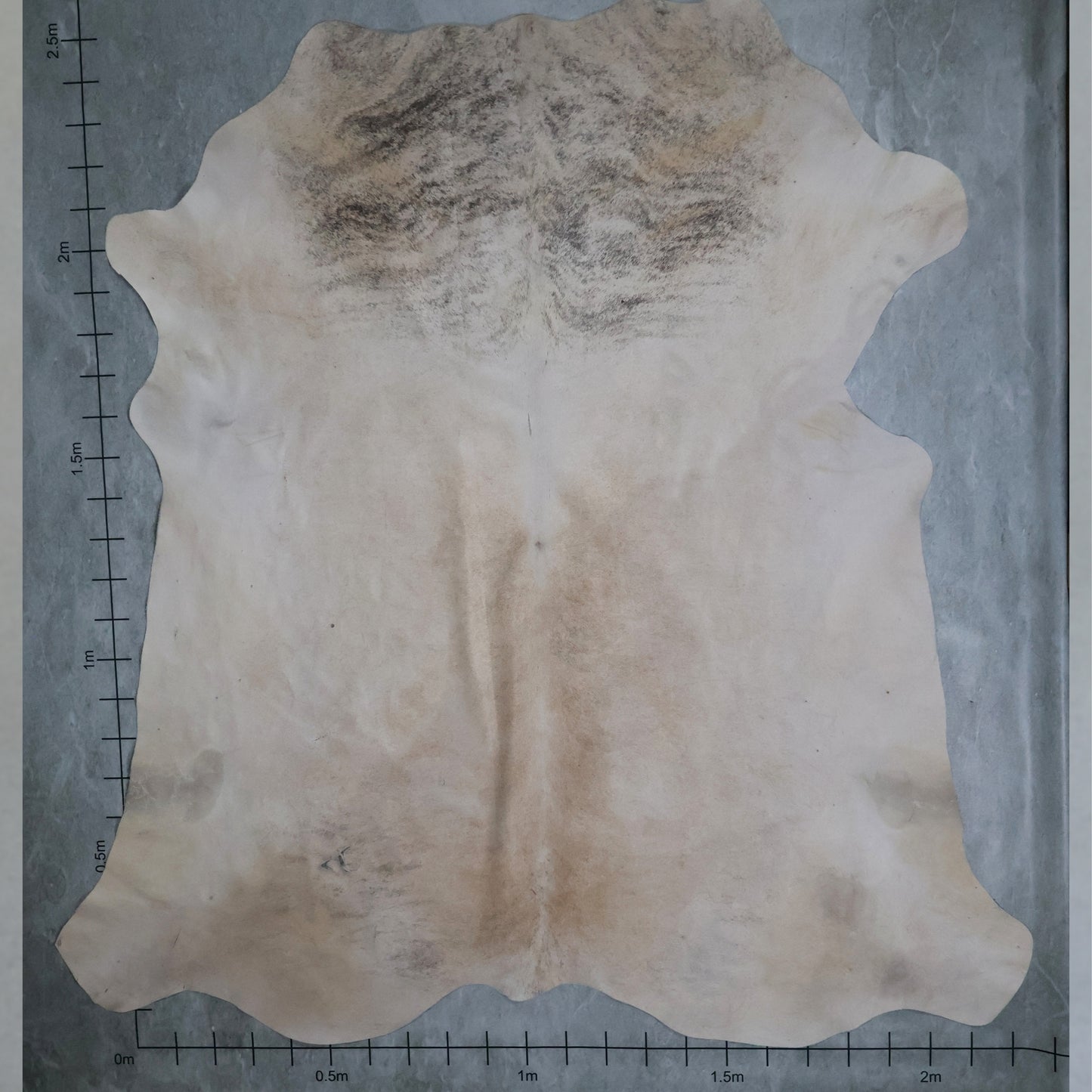 Standard Nguni Hide Brindle #BGD4707 (2.2m X 2.5m)