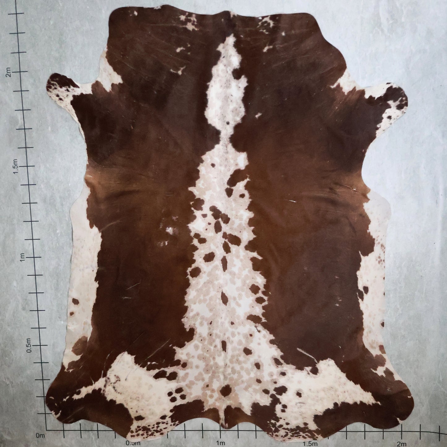 Standard Nguni Hide #BGD4818 (2.1m X 2.3m)