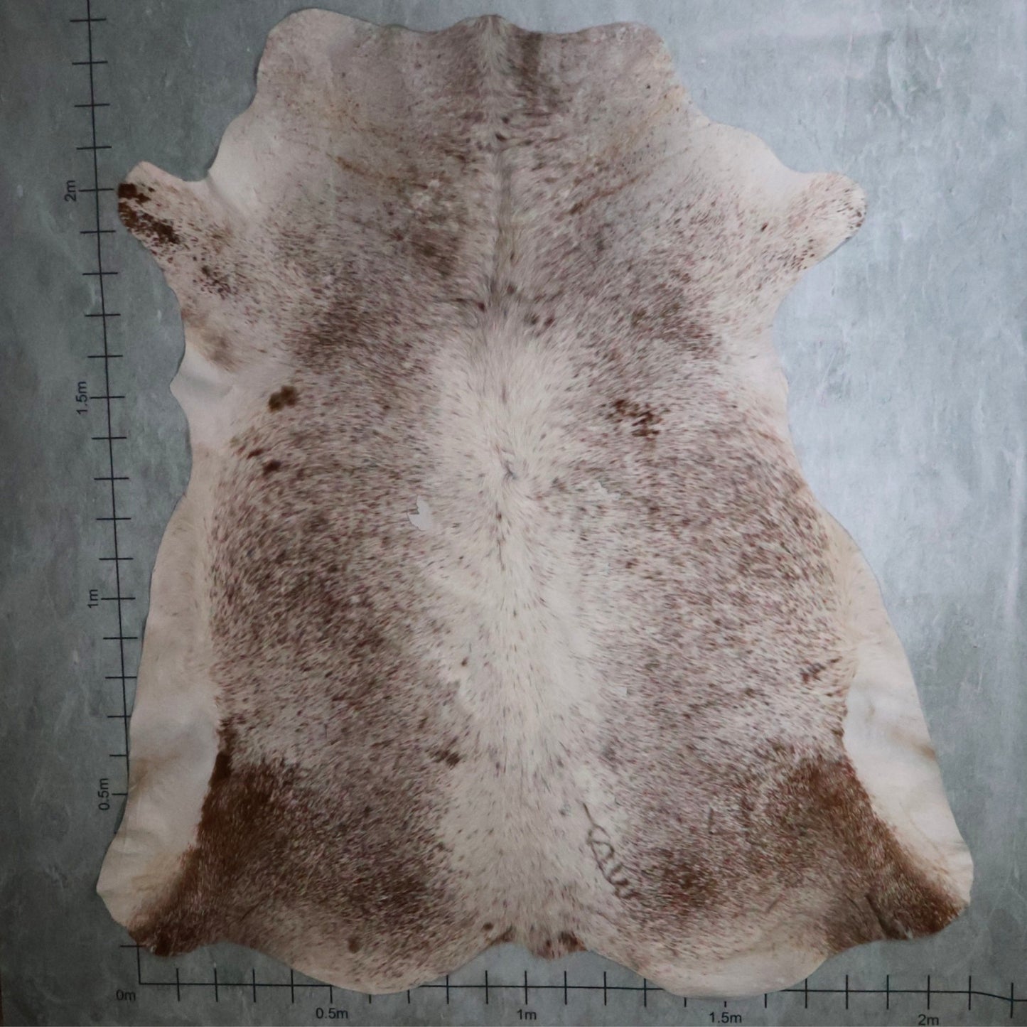 Standard Nguni Hide #BGD4836 (2.1m X 2.3m)