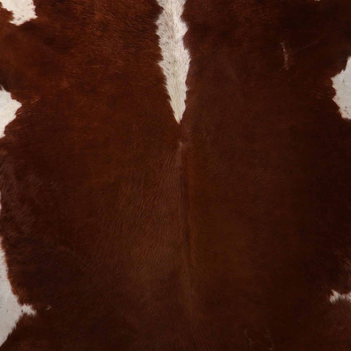 Standard Nguni Cowhide - Rich Chestnut Brown & White | BGD4954 | 2.2m x 2.1m