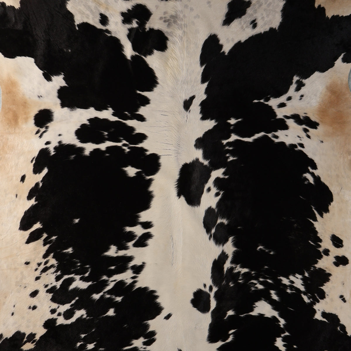 Standard Nguni Cowhide - Black & Cream Spotted | BGS2757 | 2.3m X 2.4m