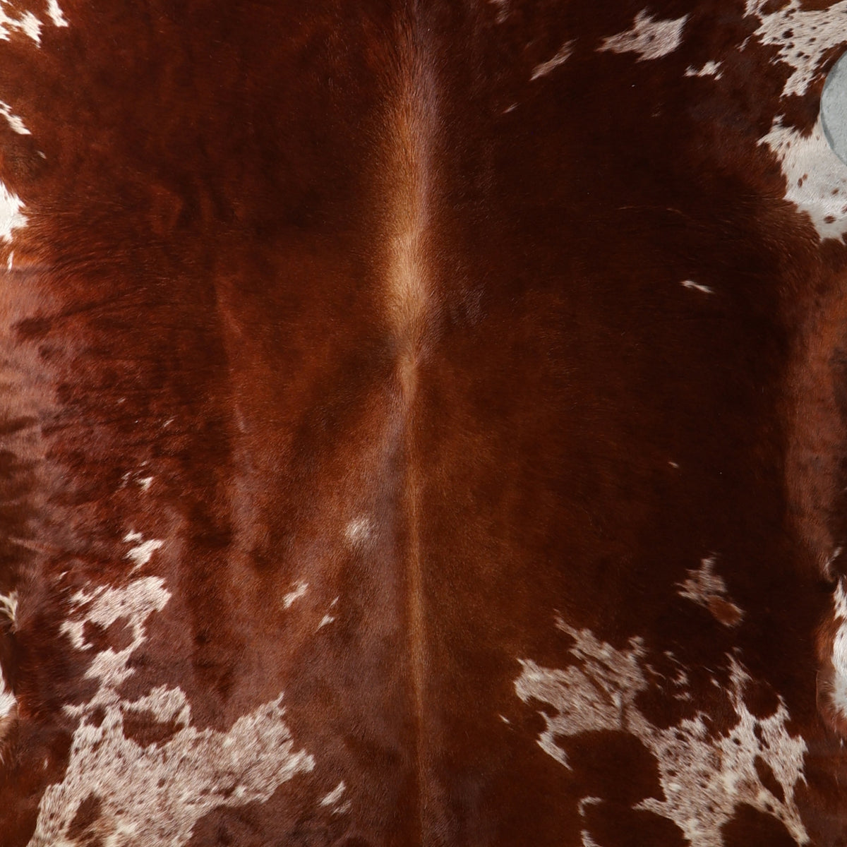 Close up of Brown and white nguni cowhide rug