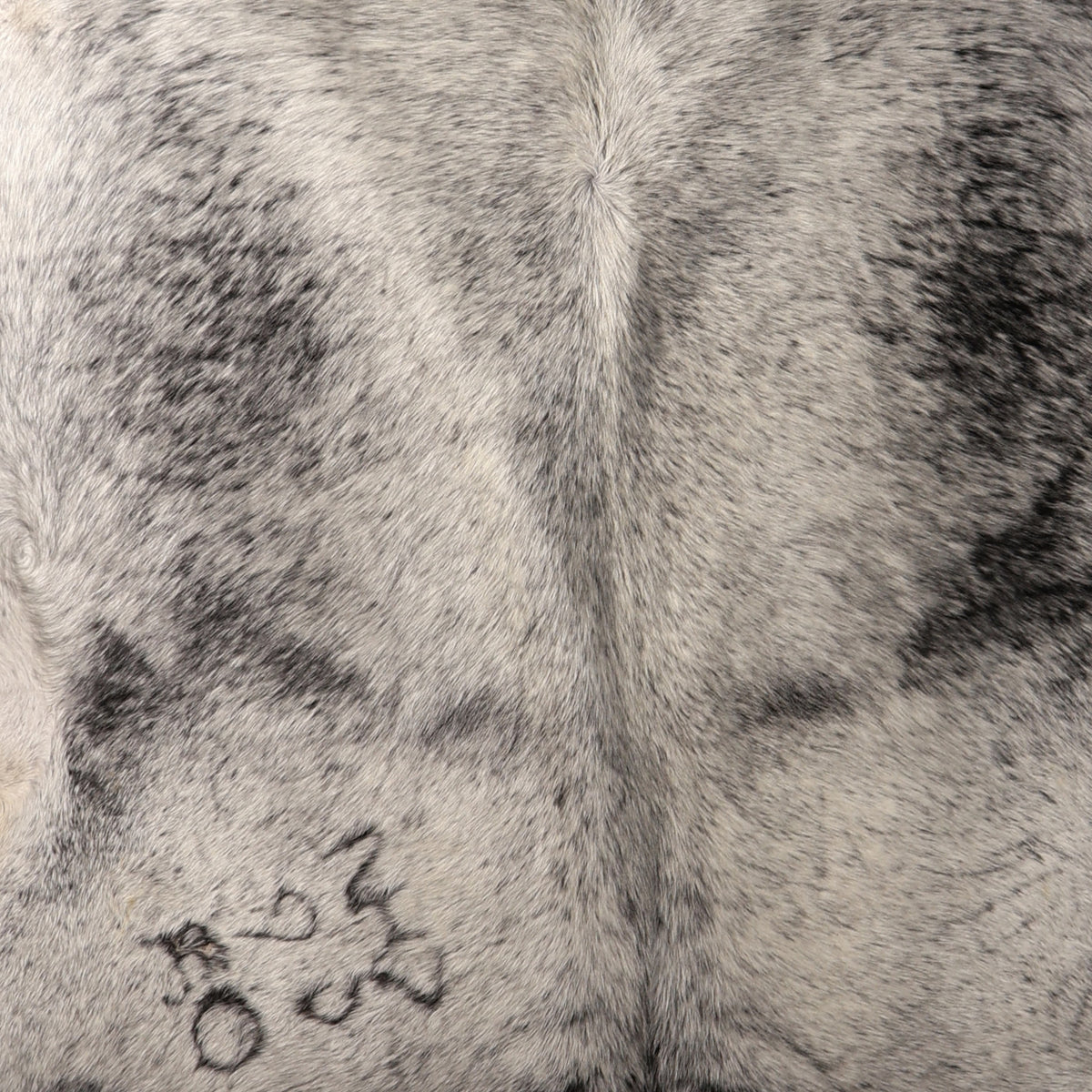 Premium Nguni Hide - Silver Grey Speckled | AAS8311 | 2.1m x 2.3m