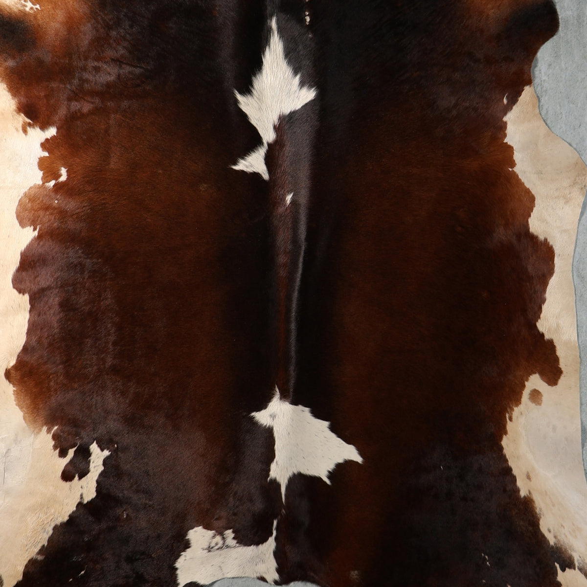 Select Nguni Hide - Dark Brown & Cream | AGD7167 | 2.0m X 2.1m