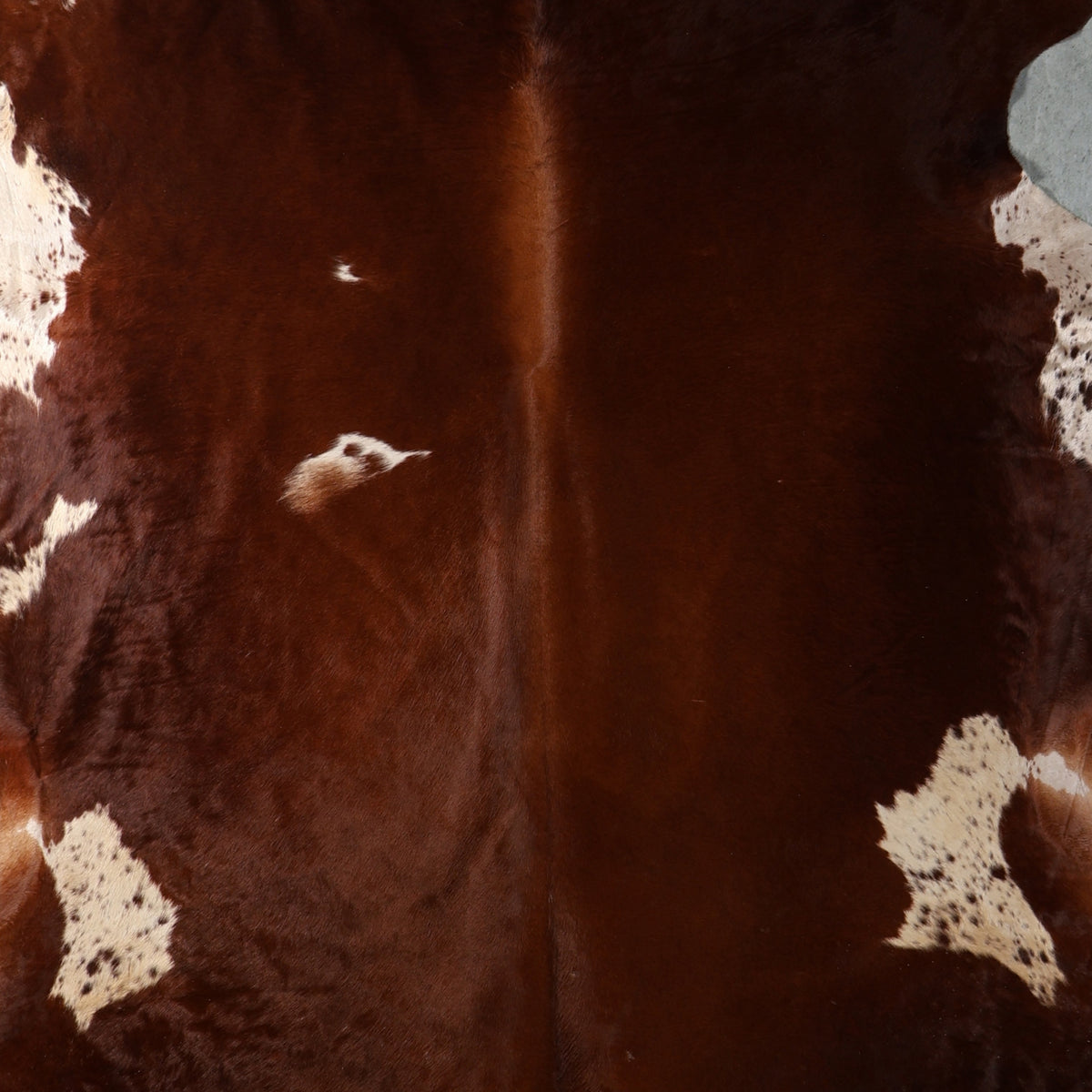 Select Nguni Hide - Chestnut Brown & White | AGD7181 | 2.3m X 2.4m