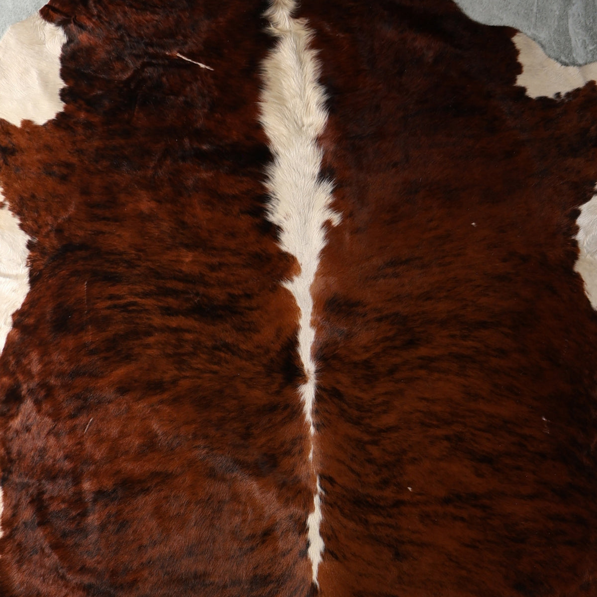 Select Nguni Hide - Dark Chestnut Brindle & White | AGS7424 | 2.2m x 2.3m