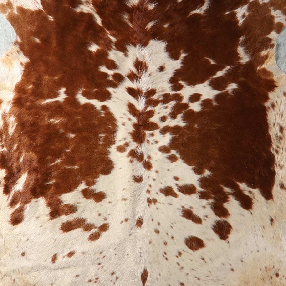 Select Nguni Hide - Chestnut Brown & White Spotted | AGS7428 | 1.9m x 2.2m