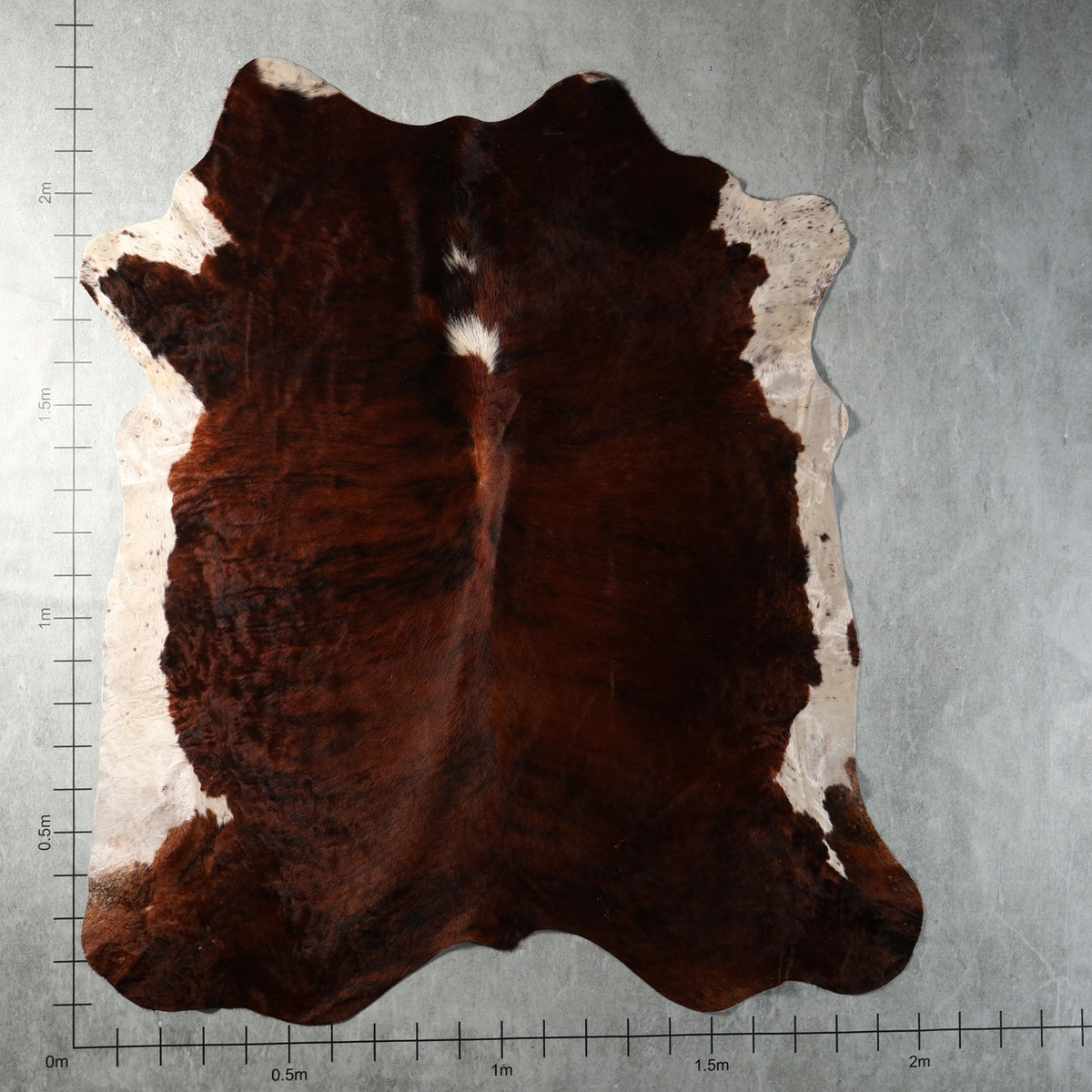 Dark chocolate brown and white genuine South African Nguni cowhide AGD7174 with natural cream side markings.