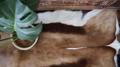 A Winning Combination - Complimentary Springbok Hide