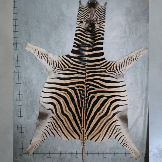 Zebra Hide #1 - Large 2.7 X 2.2