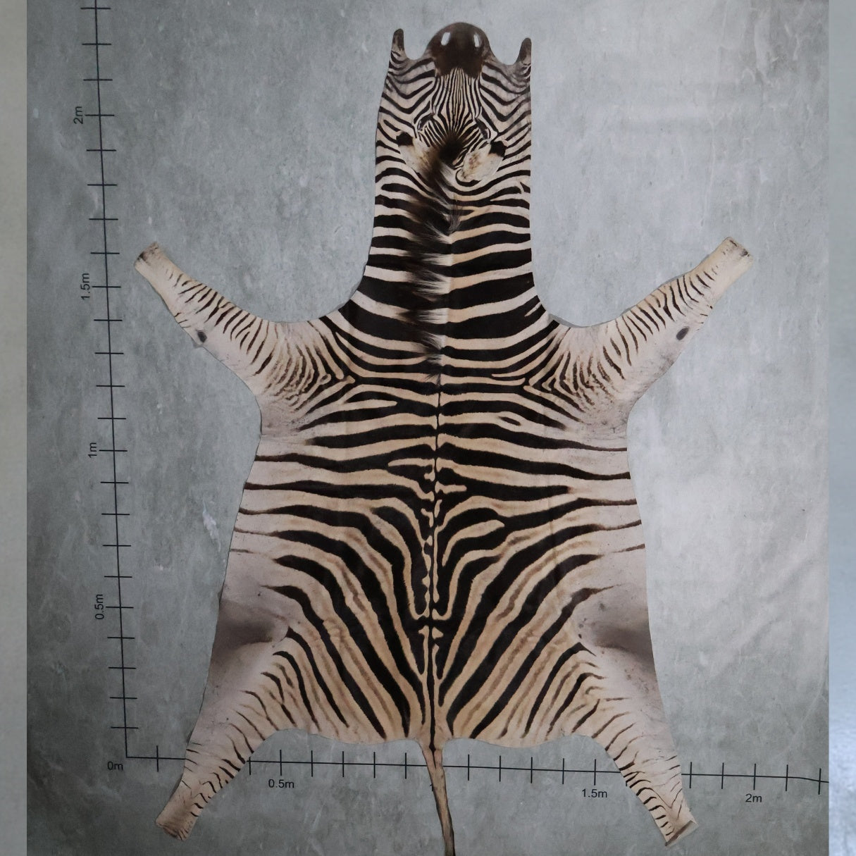 Zebra Hide #4 - Medium 2.2 X 1.9