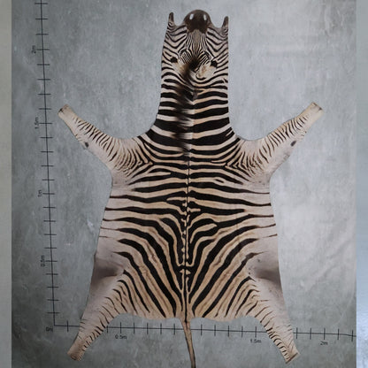 Zebra Hide #4 - Medium 2.2 X 1.9