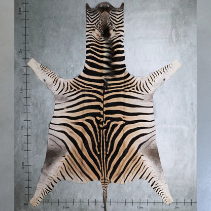 Zebra Hide #5 - Large 2.0 wide X 2.5 long