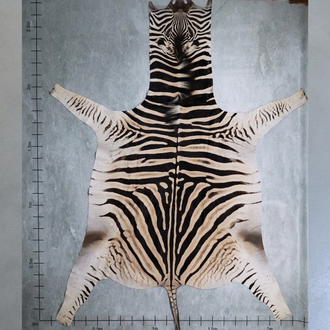 Zebra Hide #6 - Large 2.2 wide X 2.7 long